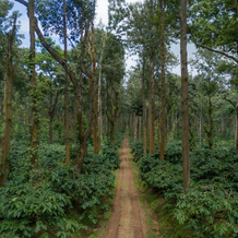 Ama Plantation Trails Coorg, 波利贝塔 — 照片 3