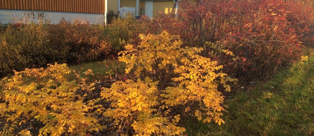 Enaforsholm Fjällgård, 杜韦德 — 照片 1