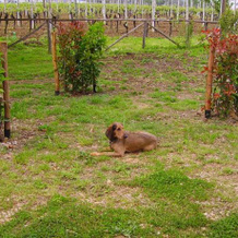 La Valle Agriturismo, Verucchio — photo 2