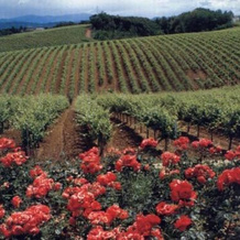 Agriturismo Tenuta la Marchesa, Novi Ligure — photo 3