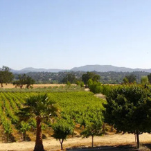 Honey Oak House at Laraneta Vineyards, 阿塔斯卡德罗 — 照片 5