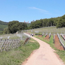 Au coeur des vignes, Barr — photo 3