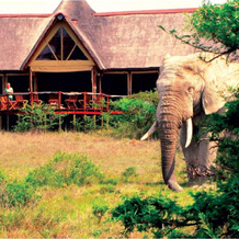 Bush Lodge – Amakhala Game Reserve, Сидбери — фото 4