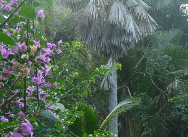 Le Jardin Maore, 马穆楚 — 照片 1