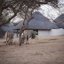 Ubizane Wildlife Reserve, Хлухлуве — фото 3