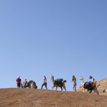 Alpaca Farm, Mitzpe Ramon — photo 4