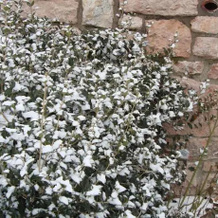 B&B la giardinetta, Conco — photo 4