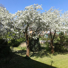 Villa Steffi, 卢班 — 照片 5