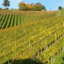 Weingut Stoff, Вильдон — фото 3
