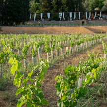 Rondaia Boutique Vineyard Stay – Mallorca, Tramuntana, 埃斯波尔莱斯 — 照片 3