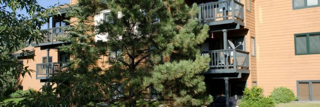 The Pines, 斯廷博特斯普林斯 — 照片 1