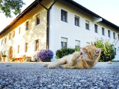 Bauernhofpension Herzog zu Laah, 安斯费尔登 — 照片 1