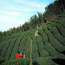 SunRise 23.5N BnB, 阿里山 — 照片 3