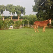 Hacienda El Saman, Quimbaya — photo 3