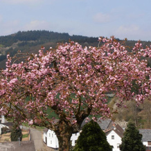 Ferienwohnung-in-schoenster-Lage, 巴尔 — 照片 4
