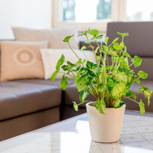 Casa Roman - nieuwe vakantiewoning - Deluxe 4p - Relax 4p - Comfort 4p -- ---Cosy 2p, 宗霍芬 — 照片 5
