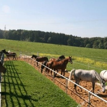 Reitanlage Hartsfeldhof, 博普芬根 — 照片 2