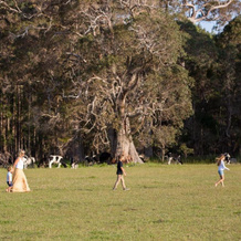 Redgate Forest Retreat, 威克利夫 — 照片 5