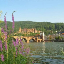 Apartments & Hotel Kurpfalzhof, 海德堡 — 照片 4
