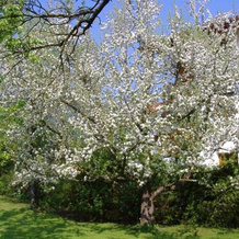 Pension Fürberger Hof, 奥夫哈姆 — 照片 5