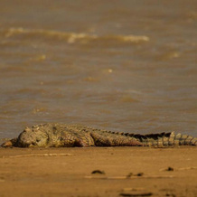 Kwalucia Private Safari Retreat, Сент-Люсия — фото 2