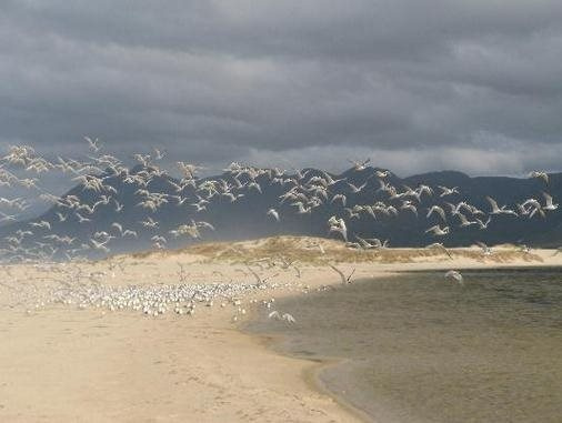 Flamingo Lake, 普林格尔湾 — 照片 1