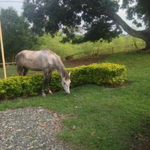 Hacienda El Saman, Quimbaya — photo 5