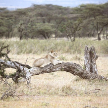 Encounter Mara Camp, Keekorok — photo 4