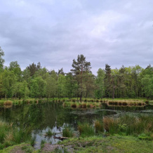 B&B Onderderietenkap, Heerde — photo 5