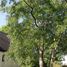 Les Charmes Bucoliques, Plumergat — photo 4