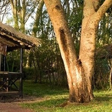Migunga Forest Camp, 米贡加尼 — 照片 2