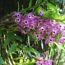 Pousada Abigail Condé, Ouro Preto — photo 4