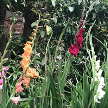 Studio/lickey Hills/near Attractions/garden/petok, Birmingham — photo 4