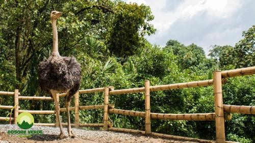 Eco Hotel Bosque Verde, Энвигадo — фото 1