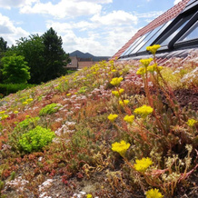 Fleur de Ciel, Loos-en-Gohelle — photo 5