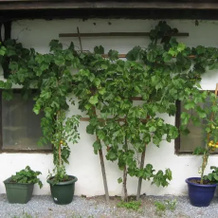Gasthof-Pension Neumarkterhof, 诺伊马克特 — 照片 3