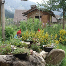 Bergdohle, Adelboden — photo 4