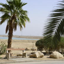 Rose Dead Sea Neve Zohar, Neve Zohar — photo 5