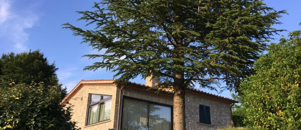 Agricola Caicucci, Montone — photo 1