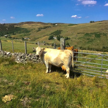 Highland Glen Lodges, Rogart — photo 2