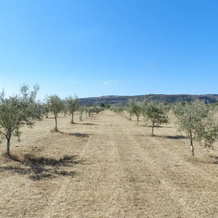 Tenuta Di Santa Catrini, 普里奥洛-加尔加洛 — 照片 4