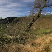 Tŷ Mawr Country Hotel, Llanegwad — фото 4