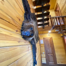 BOR'ok Guest House, 大乌斯秋格 — 照片 4