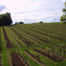 La Vigne Près De Saint Emilion, Пюиссеген — фото 4
