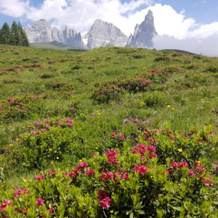 Affittacamere Villa Sole, Transacqua — photo 4