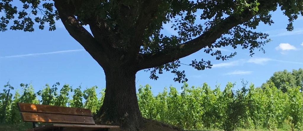 Le Domaine de Gorneton, 罗讷河畔沙斯 — 照片 1