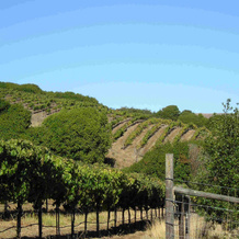 Point Reyes Vineyard Inn, 雷耶斯角站 — 照片 2