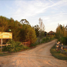 The Vineyard Motel, 考拉 — 照片 5