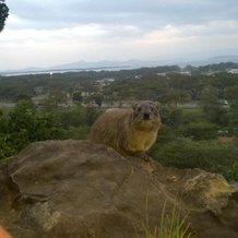 Panorama Park Resort Naivasha, Naivasha — photo 4