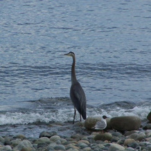 Qualicum Breeze Beach Resort, Bowser — photo 5